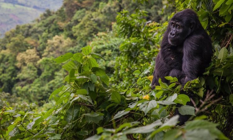 5 Days Affordable Gorilla Trekking Safari in Uganda