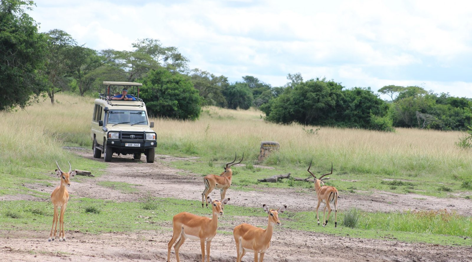 6 Days Uganda Gorilla, Chimpanzee & Wildlife Safari