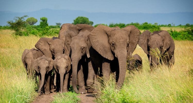 5 Days Uganda Gorilla and Wildlife Safari