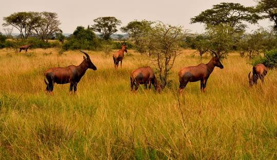 Wildlife Safari in Queen Elizabeth National Park Uganda