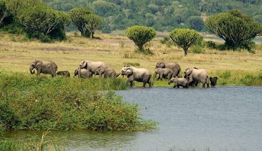 Wildlife safari in Queen Elizabeth National Park on a 5 Days Chimpanzee and Wildlife Safari in Uganda