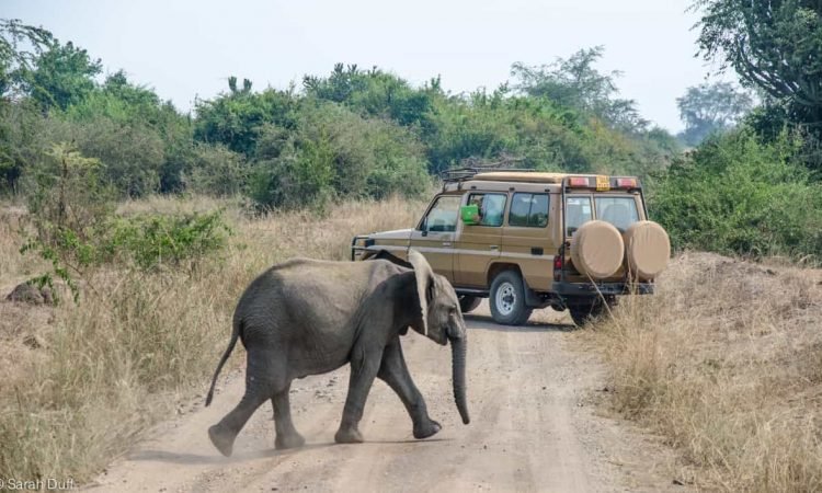 3 Days Queen Elizabeth National Park Safari