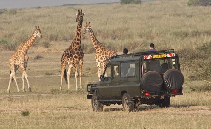 Game drive safari in Kidepo Valley National Park Uganda