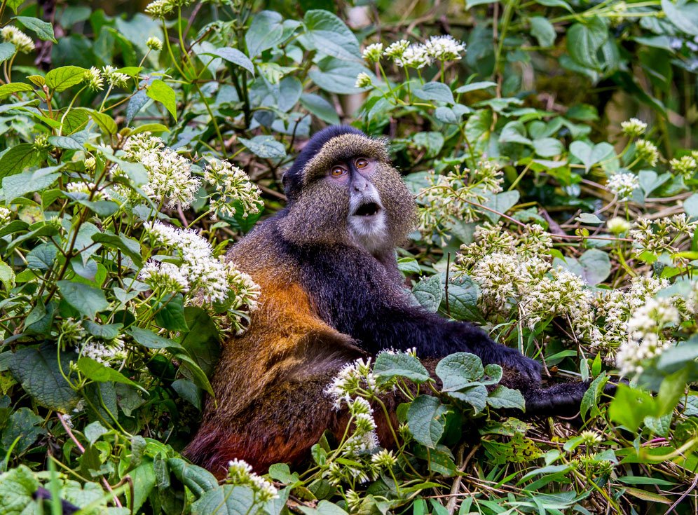 Golden Monkey Tracking in Uganda