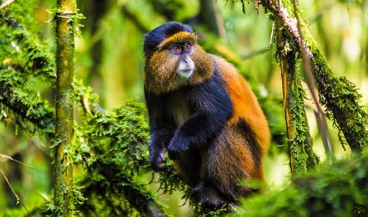 Golden Monkey Tracking Adventure in Mgahinga Uganda