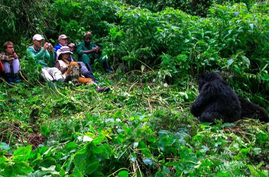 Gorilla Trekking Age Limit in Uganda family wildlife safari