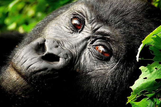 3 Days Gorilla Trekking Safari in Uganda