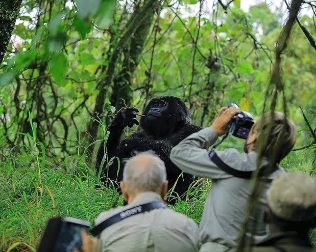 Budget Gorilla Trekking in Bwindi Uganda
