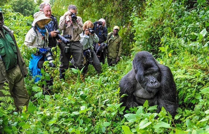 5 Days Affordable Gorilla Trekking Safari in Uganda
