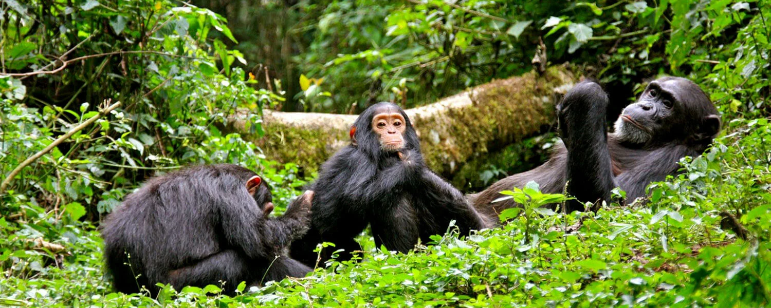 6 Days Uganda Gorilla and Chimpanzee Safari
