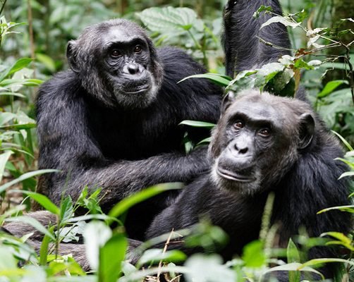 Chimpanzees in Kibale National Park