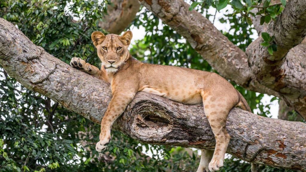 6 days Uganda Safari