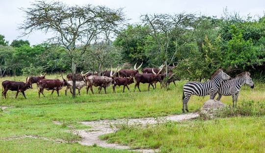 Wildlife Safari in Lake Mburo National Park Uganda