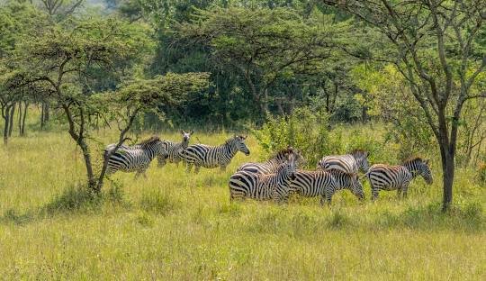 Wildlife in Lake Mburo National Park Uganda