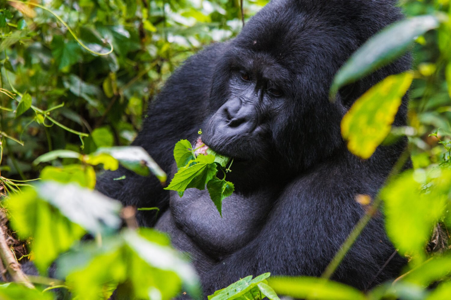 Things to Do in Uganda – Mountain Gorilla Experience in Mgahinga