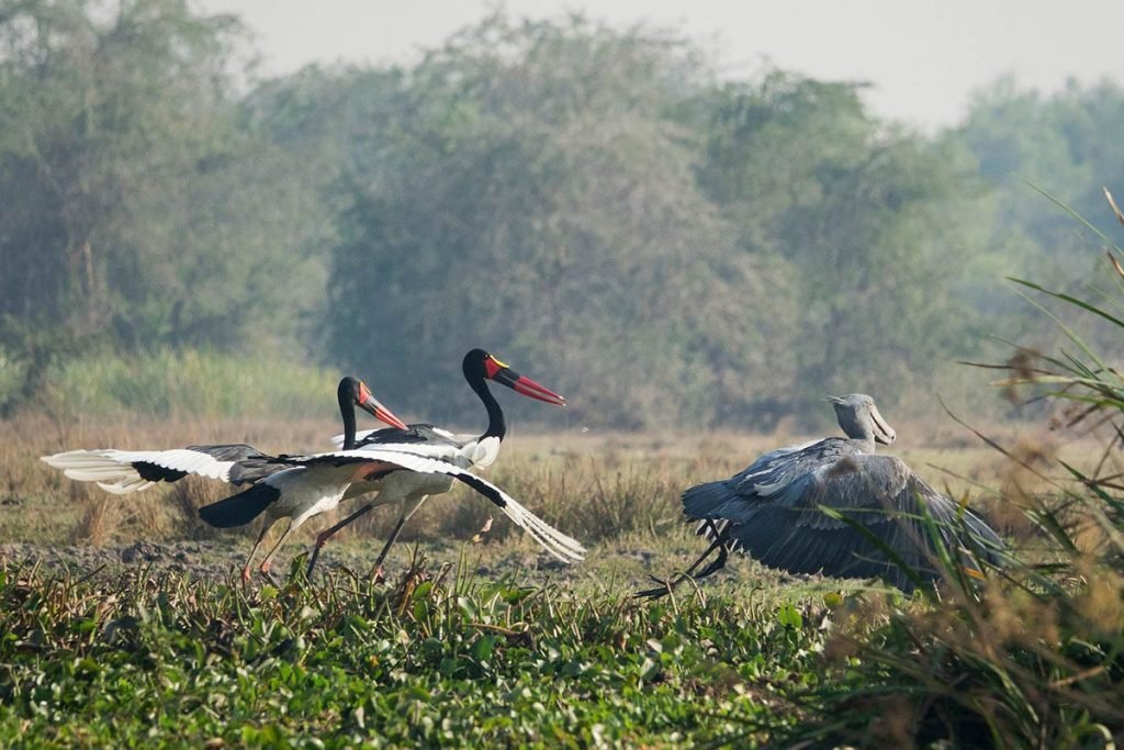 Birdwatching in Murchison Falls National Park Uganda