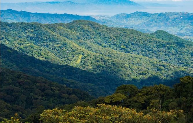 Nyungwe National Park Rwanda forest landscape