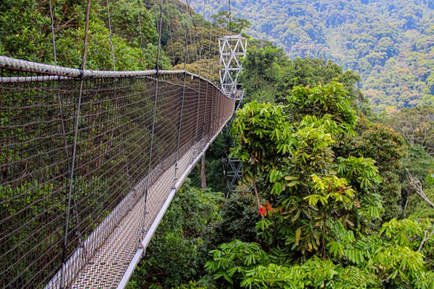 Nyungwe Forest National Park Rwanda with Calm Africa Safaris