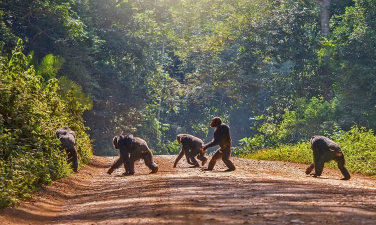 Nyungwe National Park Rwanda rainforest safari