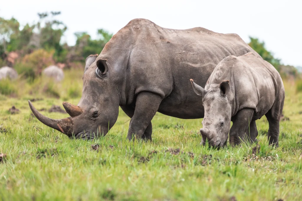 Rhino Tracking in Uganda