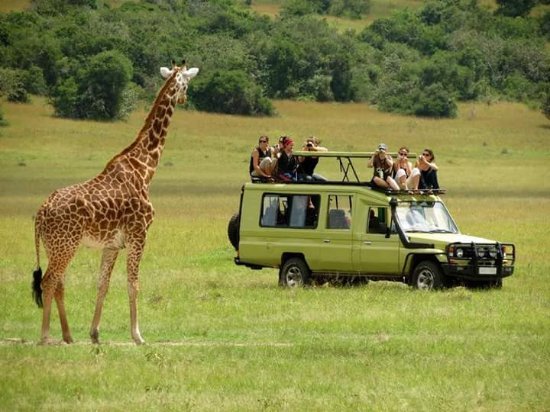 Affordable Uganda Gorilla Tours