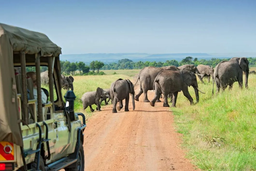 Uganda Gorilla and Wildlife Tours