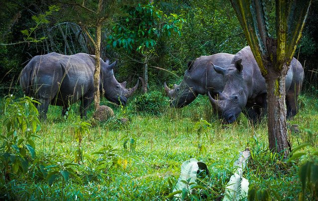 Rhino Tracking at Ziwa Rhino Sanctuary Uganda