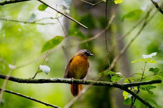 Albertine Rift Birds during Bird Watching in Uganda