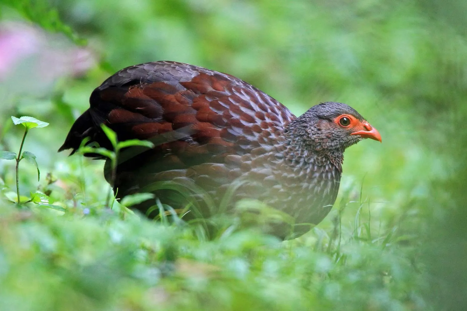 Albertine Rift forest bird during Bird Watching in Uganda