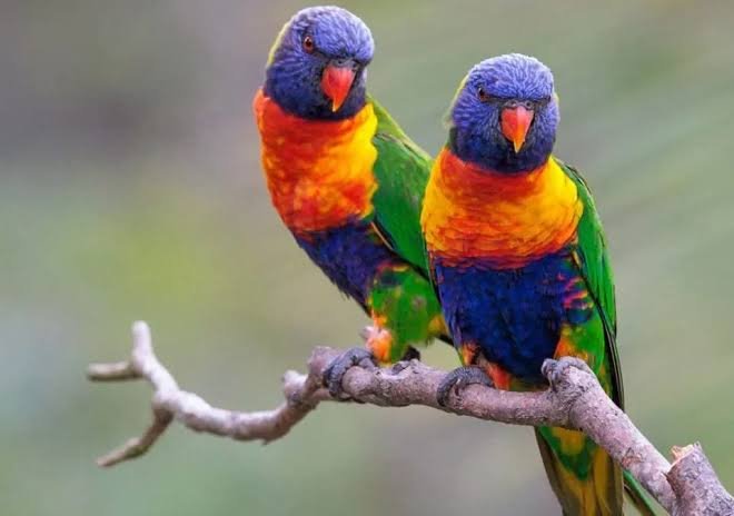 Albertine Rift birding and gorilla trekking in Uganda