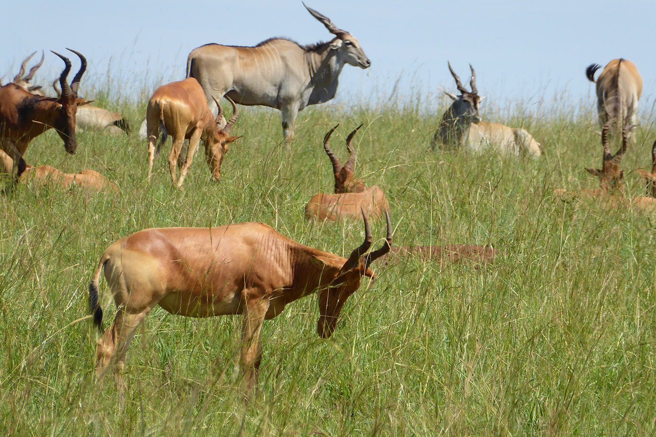 Antelopes in Kidepo Valley National Park