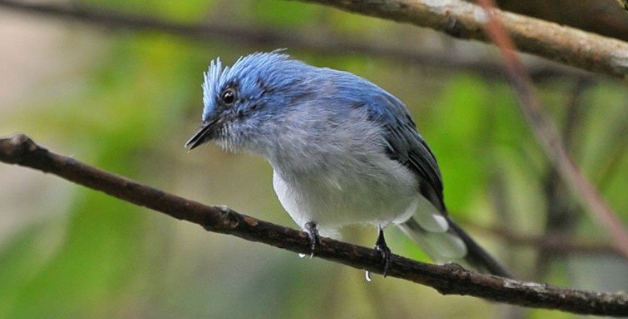 Albertine Rift bird watching in Bwindi Uganda