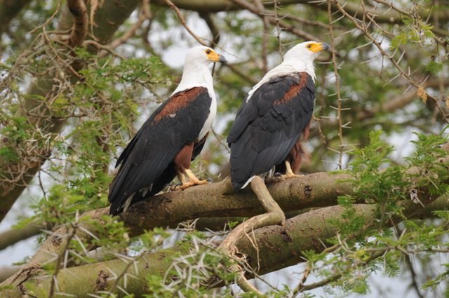 Bird Watching in Queen Elizabeth National Park Uganda