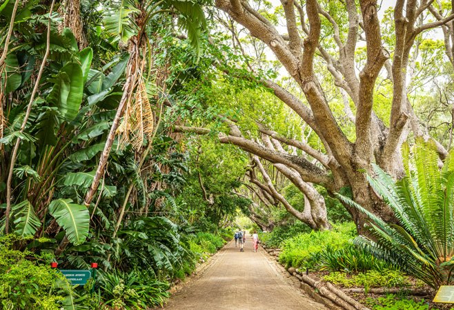 Entebbe Botanical Gardens during an Entebbe and Lake Victoria Safari