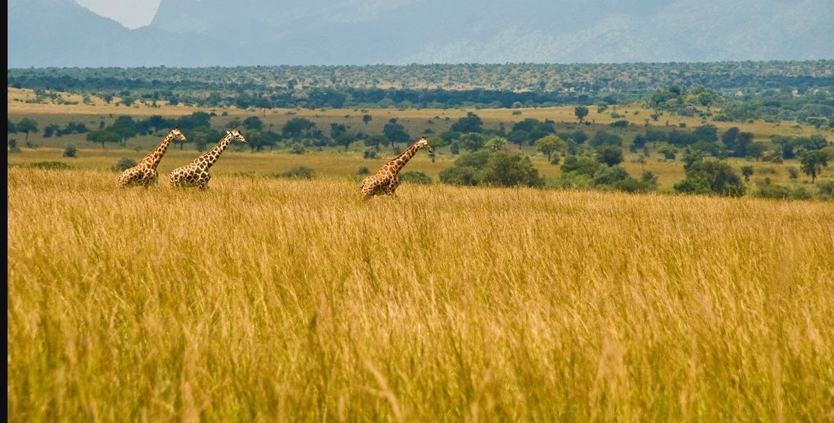 Wildlife and scenery in Kidepo Valley National Park Uganda