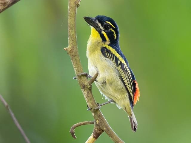 Forest bird watching in Semuliki National Park Uganda