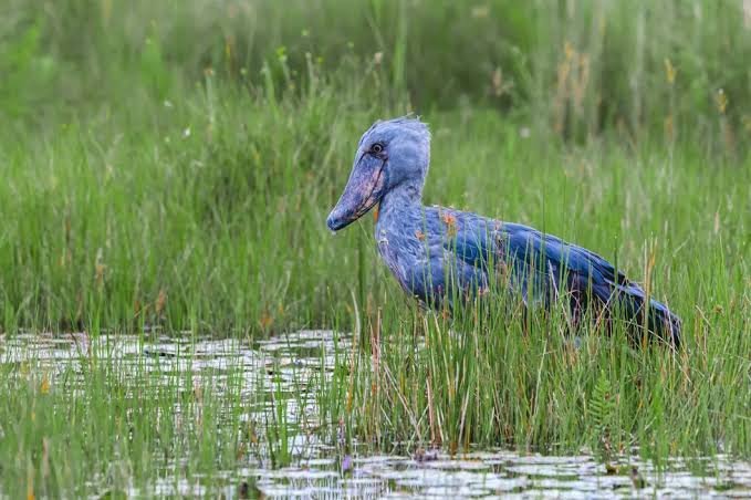 Shoebill bird watching at Mabamba Wetland on an Entebbe and Lake Victoria Safari