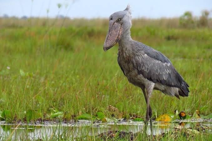 Shoebill bird watching during Entebbe and Lake Victoria Safari