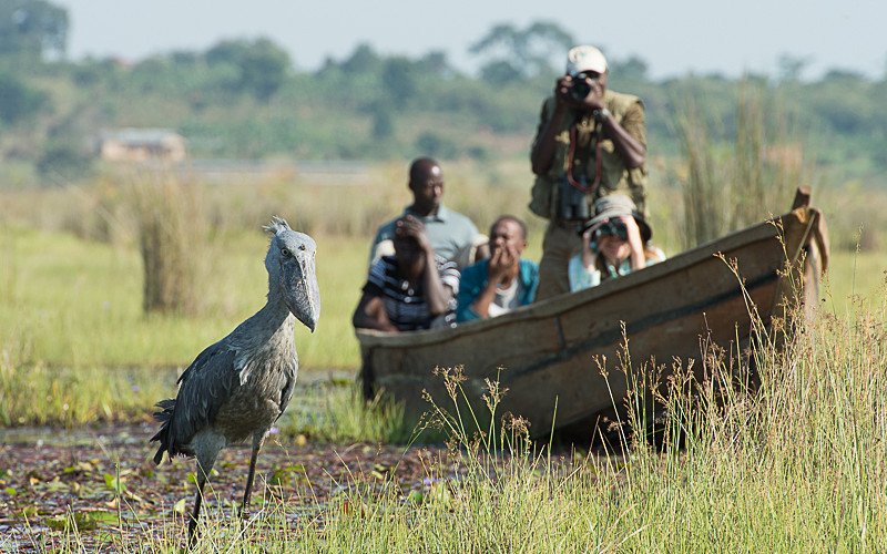 Shoebill Bird Watching in Uganda combined with a birding safari