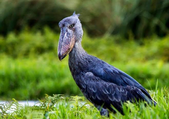 Shoebill Bird Watching in Uganda at Murchison Falls National Park
