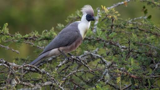Bird Watching in Lake Mburo National Park Uganda