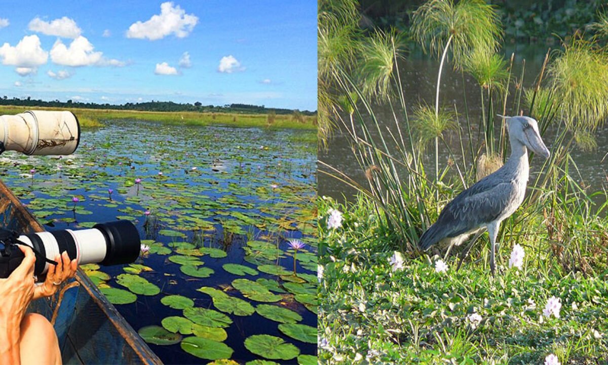 Mabamba Wetland bird watching Uganda