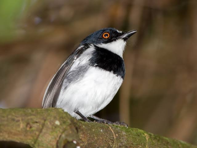 Albertine Rift bird watching in Mgahinga Uganda