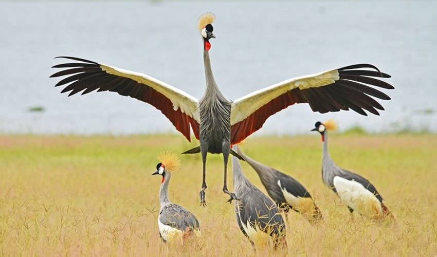 Bird Watching in Murchison Falls National Park Uganda