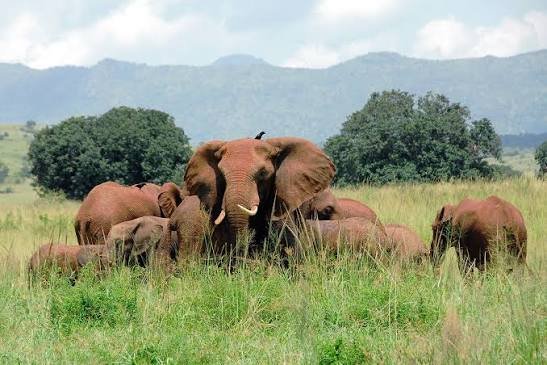 Elephant in Kidepo Valley National Park