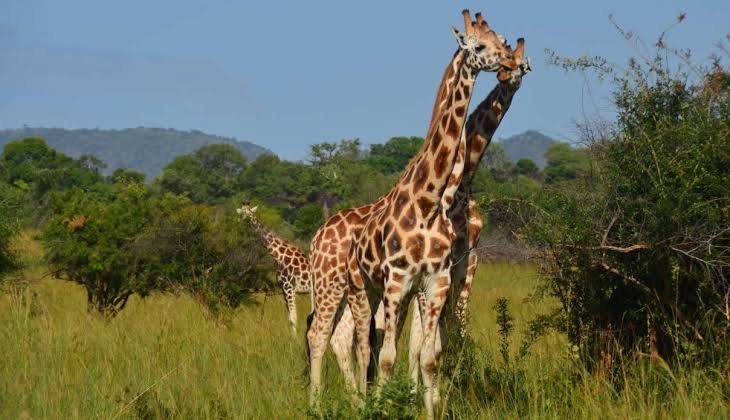 Savannah landscapes in Kidepo Valley National Park