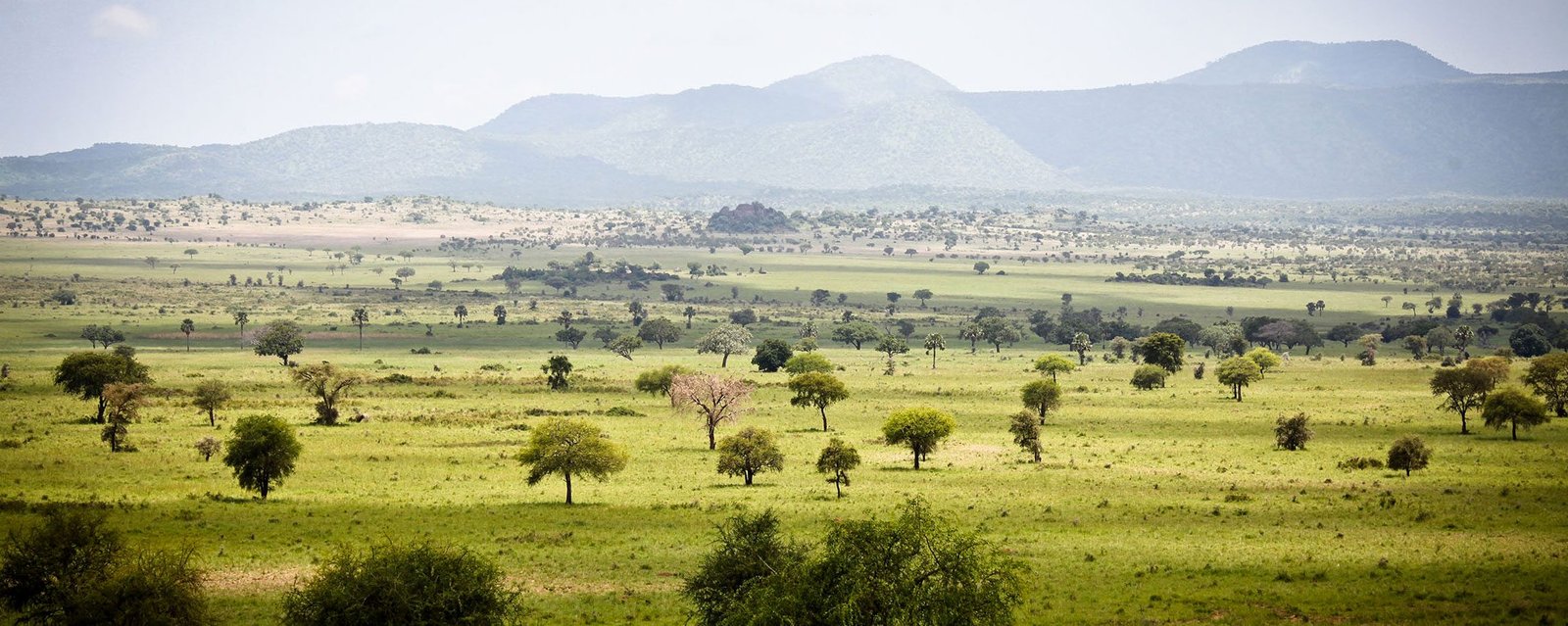 Kidepo Valley National Park wildlife safari in Uganda