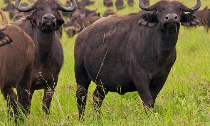 Buffaloes in Kidepo Valley National Park Uganda