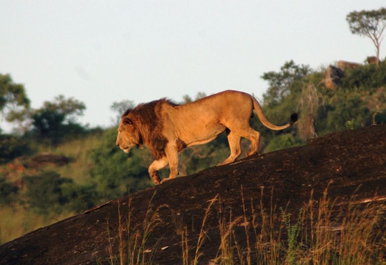 Lion in Kidepo Valley National Park Uganda
