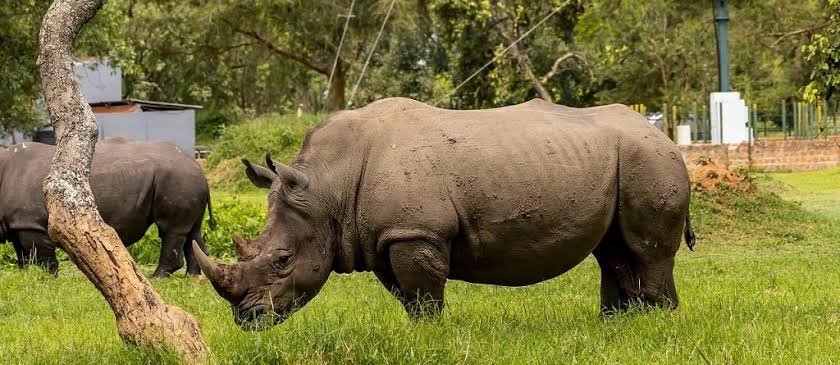 Rhino in Kidepo Valley National Park Uganda